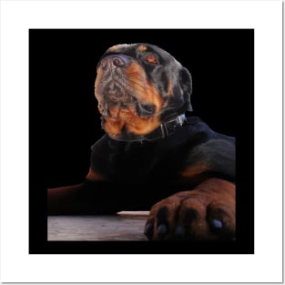 A Magnificent Male Rottweiler Dog Photograph Cut Out Posters and Art